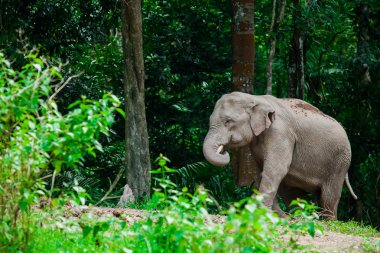 Khao Yai, orman doğa hayvanlarda Tayland filler
