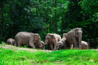 Khao Yai, orman doğa hayvanlarda Tayland filler