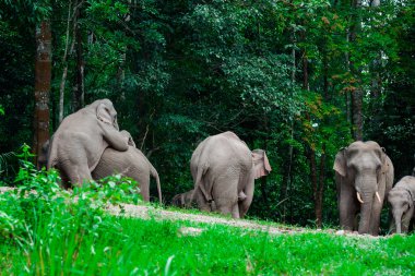 Khao Yai, orman doğa hayvanlarda Tayland filler