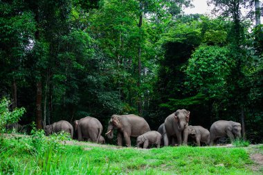 Khao Yai, orman doğa hayvanlarda Tayland filler