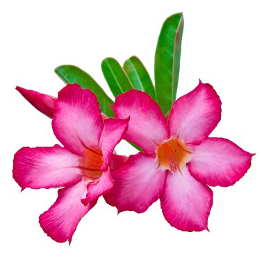 Wh pembe çöl gülü closeup veya Impala Lily tropikal çiçek