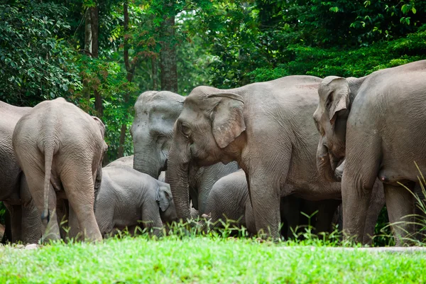 Éléphants thaïlandais animaux dans la nature forestière à Khao Yai — Photo