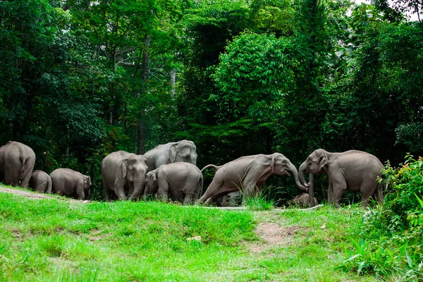 Elefantes tailandeses animales en la naturaleza del bosque en Khao Yai — Foto de Stock