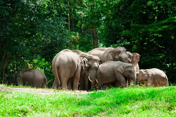 Éléphants thaïlandais animaux dans la nature forestière à Khao Yai — Photo