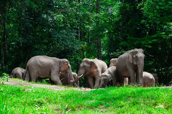 Éléphants thaïlandais animaux dans la nature forestière à Khao Yai — Photo