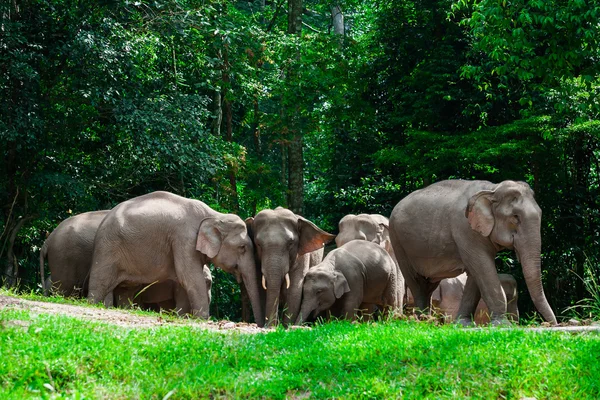Éléphants thaïlandais animaux dans la nature forestière à Khao Yai — Photo