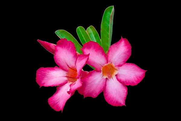 Primo piano di Rosa Deserto o Impala Lily fiore tropicale su bl — Foto Stock