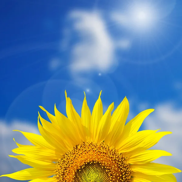 Vacker gul solros för bakgrund med blå himmel — Stockfoto