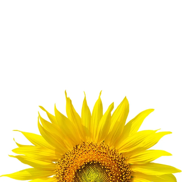 Hermoso girasol amarillo aislado sobre fondo blanco — Foto de Stock