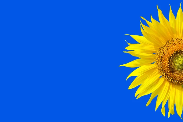 Hermoso girasol amarillo para el fondo con azul — Foto de Stock