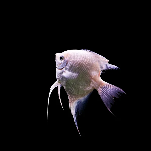 Angelfish (Pterophyllum scalare) in the fish tank isolated on bl — Stock Photo, Image