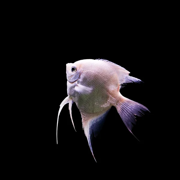 Angelfish (Pterophyllum scalare) dans l'aquarium isolé sur bl Photo De Stock