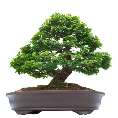 bonsai banyan ağacı, beyaz arka plan üzerinde izole