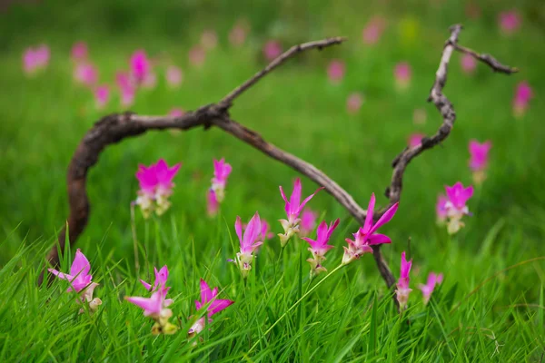 Natural Siam Tulips in the mist at the forest of Thailand — Stock Photo, Image