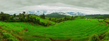 Ban Papongpieng Rice Terraces, Chiang Mai, North of Thailand clipart