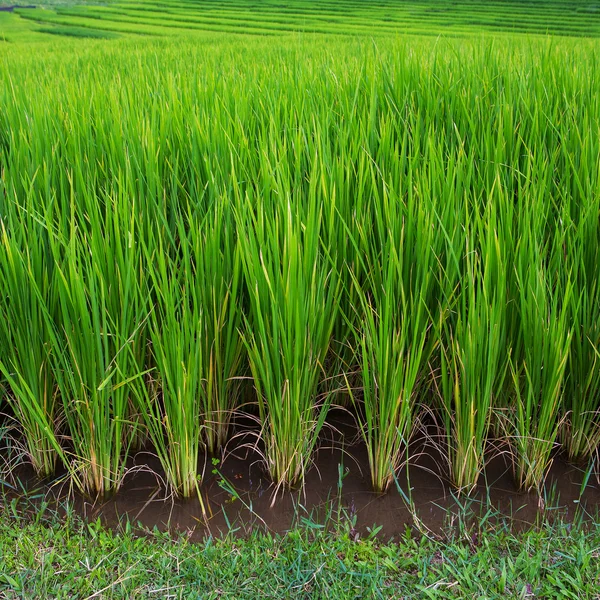 Зеленая терраса рисовое поле в Чиангмае, Таиланд — стоковое фото