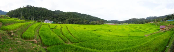 Green Terraced Rice Field in Chiangmai, Thailand — Stock Photo, Image