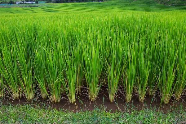 Зеленая терраса рисовое поле в Чиангмае, Таиланд — стоковое фото