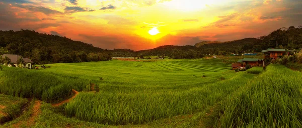 Sunrise Terraced Rice Field en Chiangmai, Tailandia — Foto de Stock