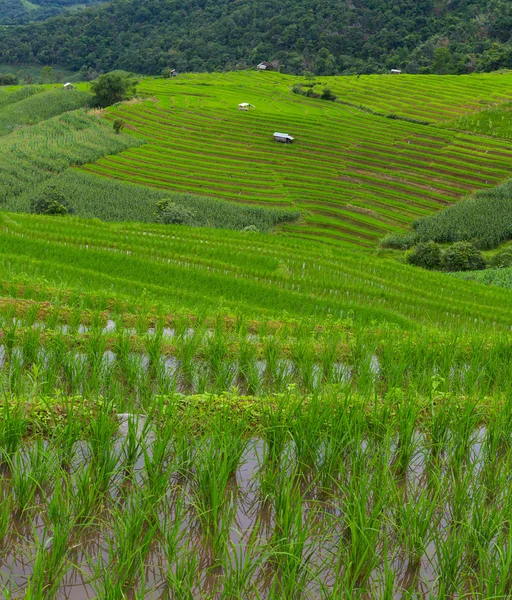 Green Terraced Rice Field en Chiangmai, Tailandia — Foto de Stock