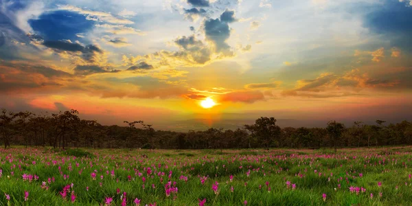 Nascer do sol nos campos de tulipas do Sião Sai Thong National Park . — Fotografia de Stock