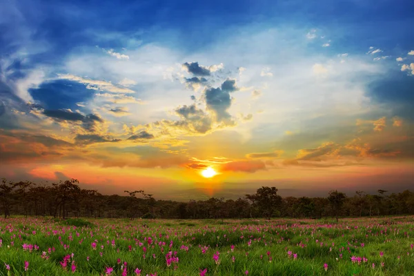 Nascer do sol nos campos de tulipas do Sião Sai Thong National Park . — Fotografia de Stock