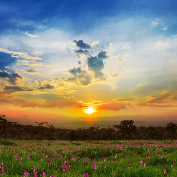 Восход солнца в Сиамском тюльпанном поле Сай Тхонг . — стоковое фото