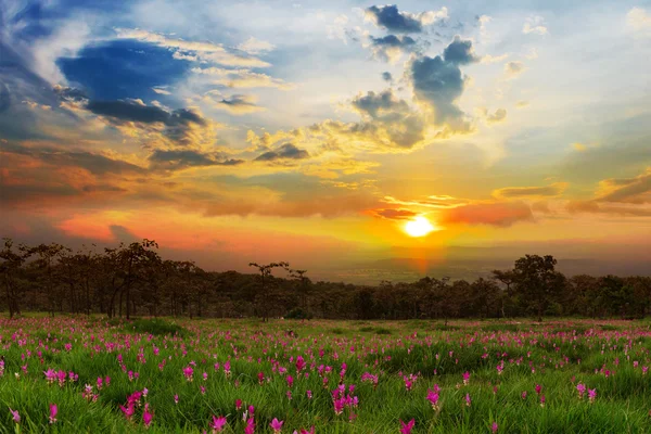 Nascer do sol nos campos de tulipas do Sião Sai Thong National Park . — Fotografia de Stock