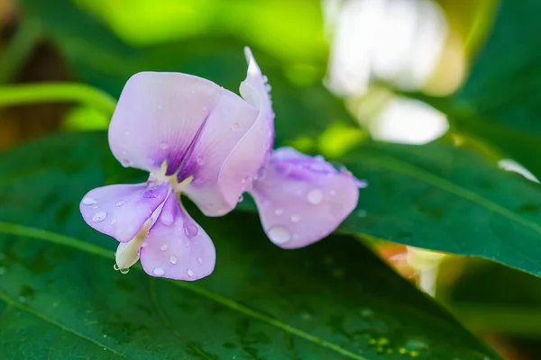 Fèves Longues Biologiques Économie Suffisance Fleurs — Photo