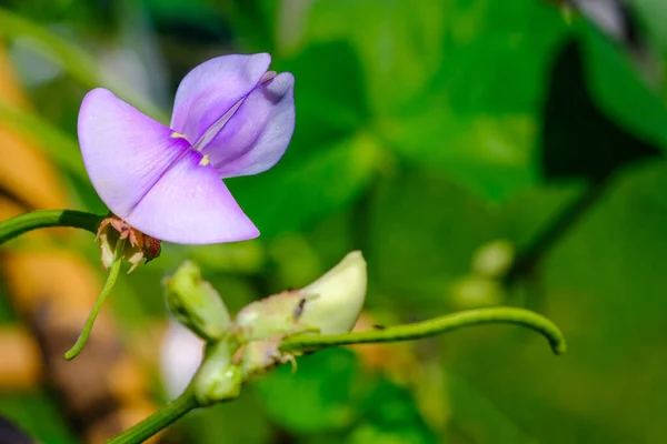 Fèves Longues Biologiques Économie Suffisance Fleurs — Photo