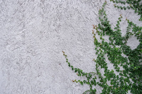 Feuille Lierre Isolée Sur Fond Mur Ciment — Photo