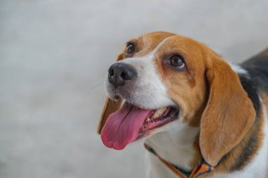 Açık havada güzel bir av köpeği