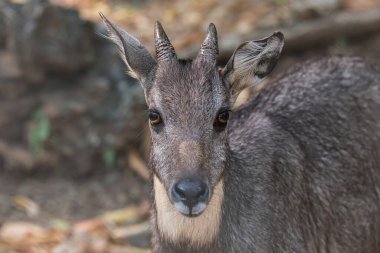 Nilgai (Boselaphus Tragocamelus)  Close up details.