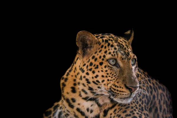 Κοντινό Πλάνο Του Leopard Απομονωμένο Μαύρο Φόντο — Φωτογραφία Αρχείου