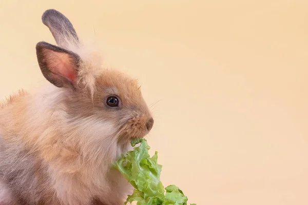 Mignon Lapin Manger Des Légumes Animal — Photo