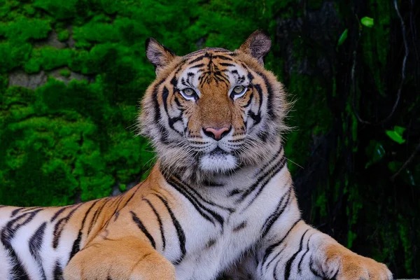 Een Tijger Klaar Aan Vallen Kijkend Naar Jou — Stockfoto