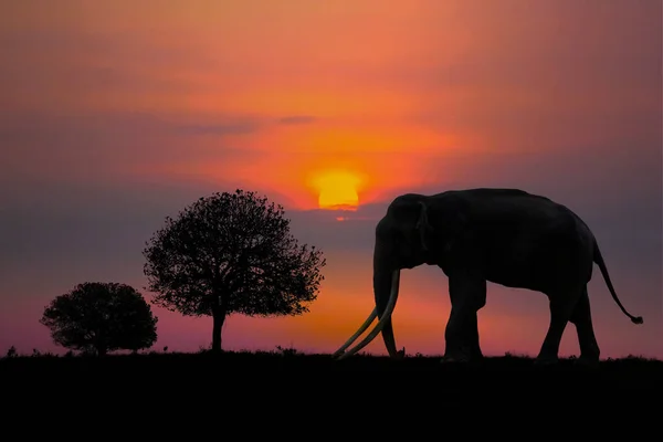 Silhouette Éléphant Noir Sur Fond Coucher Soleil Parc National Phu — Photo