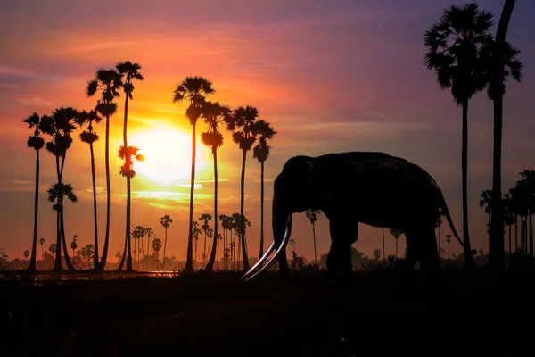 Realistyczna Sylwetka Słoni Azjatyckich Wśród Palm Tropikalnym Tle Zachodzącego Słońca — Zdjęcie stockowe