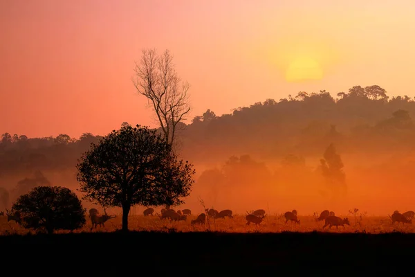 Ciervo Puesta Sol Familiar Provincia Thung Kramang Chaiyaphum Tailandia — Foto de Stock