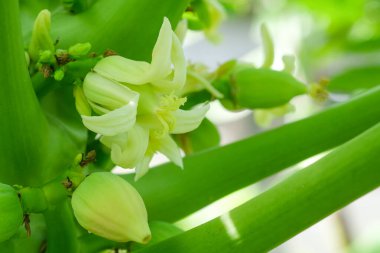 Papaya çiçekleri ve tomurcukları. Papaya çiçeği beyazdır. Papaya çiçeği açıyor..