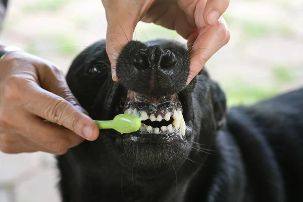 Zwarte Hond Poetst Zijn Tanden Schoon — Stockfoto