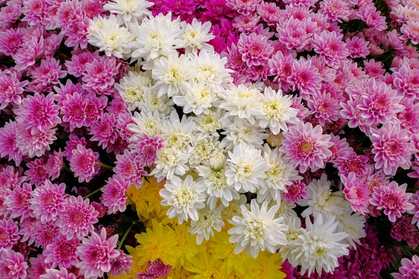 Hintergrund Der Schönen Bunten Chrysanthemen Garten — Stockfoto