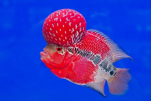 Акваріумна риба, риба квіткового рогу на синьому екрані — стокове фото