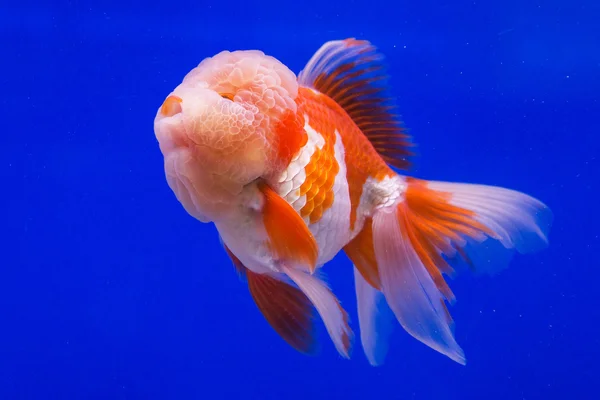 Goudvissen in aquarium met groene planten — Stockfoto