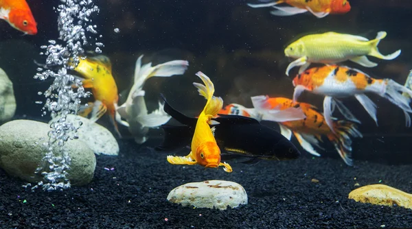 Pesce carpa fantasia — Foto Stock