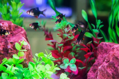 Akvaryumdaki balıklar