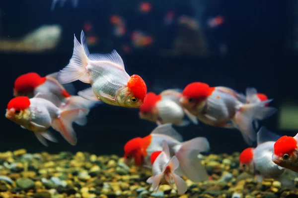 Золотые рыбки сосут камни в аквариуме — стоковое фото