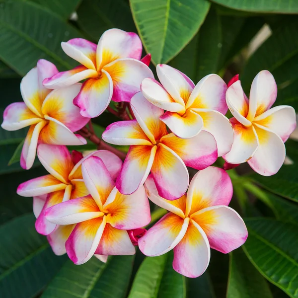 Plumeria spp. (flores de frangipani, Frangipani, Pagode ou Te — Fotografia de Stock