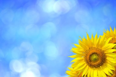 Sunu Sunflo wer arka plan için ayçiçeği arka plan