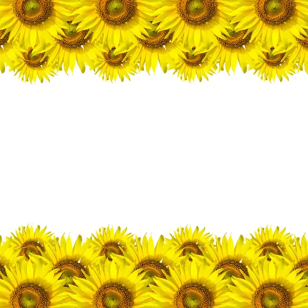 Sunflower Background for presentation Sunflo wer Background — Stock Photo, Image